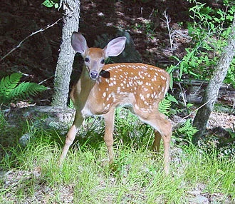 Todd McLeish: Deer population explosion threatens New England forests
