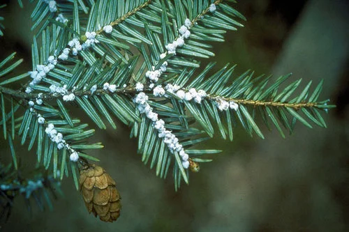 Woolly adelgid on an Eastern hemlock tree. --- Courtesy State of Connecticut Agricultural Experiment Statio n