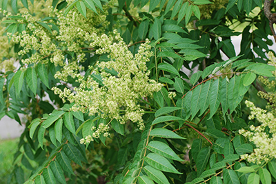 The tree of heaven, known also as stinking sumac, (USDA photo)