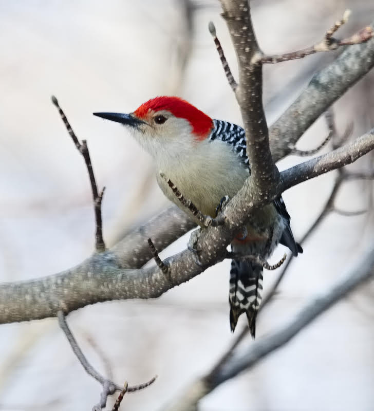 A Red-Bellied Woodpecker in Southbury, Conn . -- Photo by Thomas Hook.
