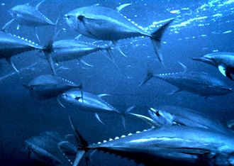 These yellowfin tuna are schooling in the ocean. Other yellowfin tuna are schooling in a giant tank at URI's School of Oceanography. It's exciting to watch.