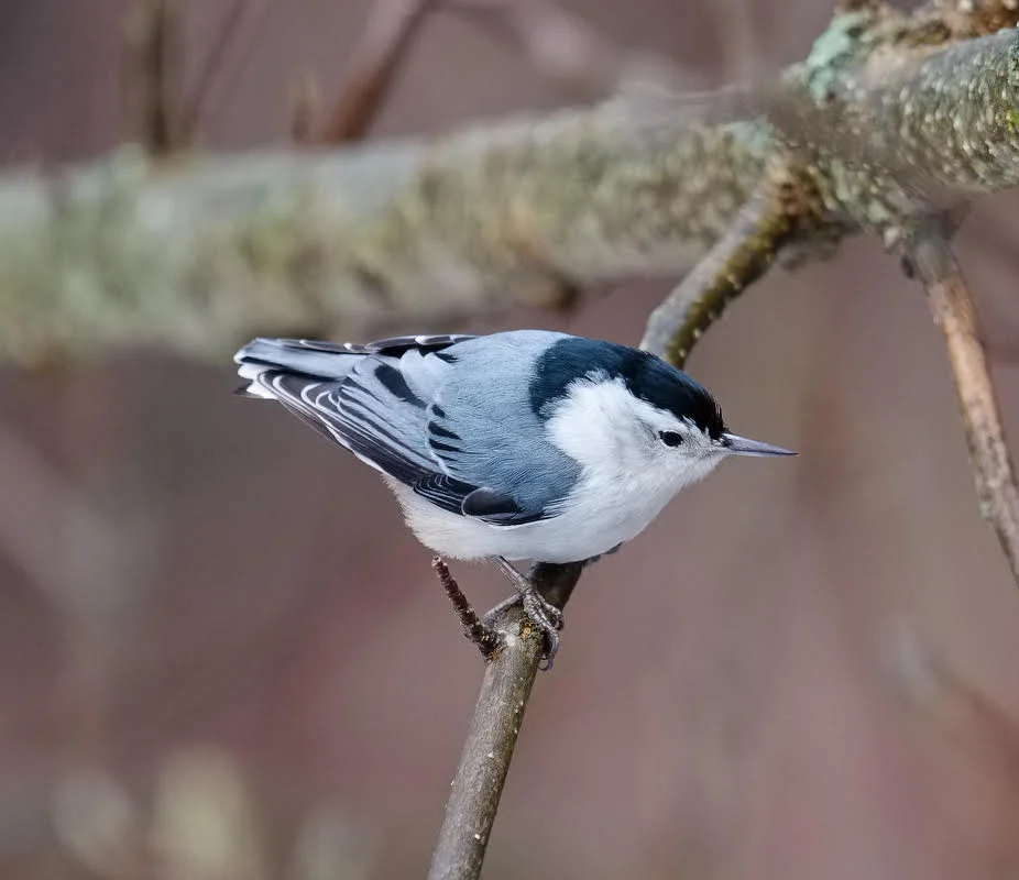 -- Photo by THOMAS HOOK The White-Breasted Nuthatch, this one in that giant aviary known as Southbury, Conn., is another tough species that stays in New England year round. Very unfashionable: It winters where it summers.