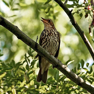 A song thrush, a species that's &nbsp;common in Europe.