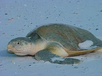 A Kemp's Ridley sea turtle.