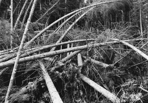 Forest damage after the 1938 Hurricane.