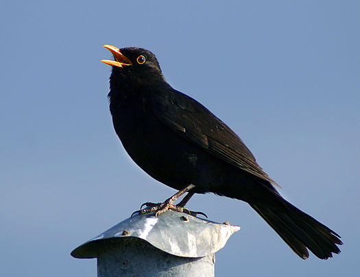 Male blackbird emoting.