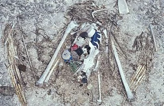 The remains of this Laysan albatross chick on Midway Island in the Pacific show the plastic it ingested before death, including a bottle cap and lighter.