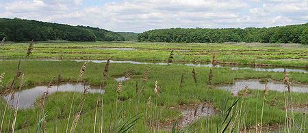 Salt marsh on the Connecticut coast.