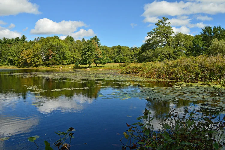 In April, the Buzzards Bay Coalition is expected to open trails at two newly protected properties at Tinkhamtown Woodlands, in Mattapoisett, above, and New Boston Road in Fairhaven, growing the Mattapoisett River Reserve to 530 acres of publicly accessible forests, wetlands and cranberry bogs for hiking, paddling, fishing, hunting and wildlife watching. -- Buzzards Bay Coalition photo