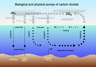 The carbon-dioxide cycle between the atmosphere and the ocean.