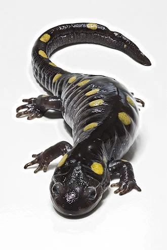 A Spotted Salamander, whose range includes southern New England.