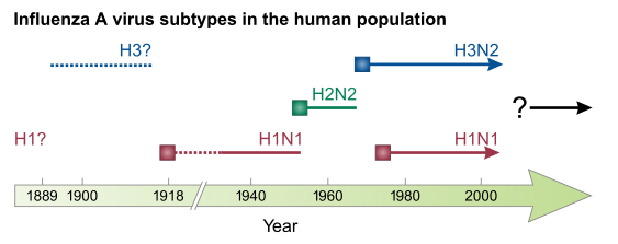 The various influenza viruses in humans. Solid squares show the appearance of a new strain, causing recurring influenza pandemics. Broken lines indicate uncertain strain identifications.