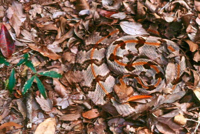 Timber rattlesnake well camouflaged on fallen leaves.