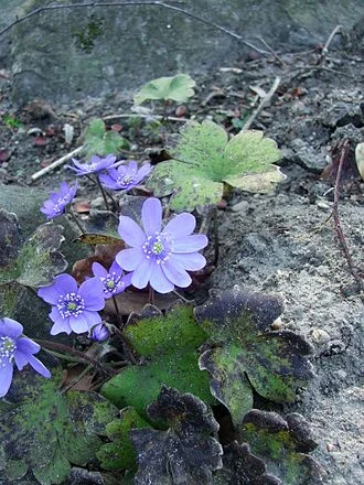 Hepatica