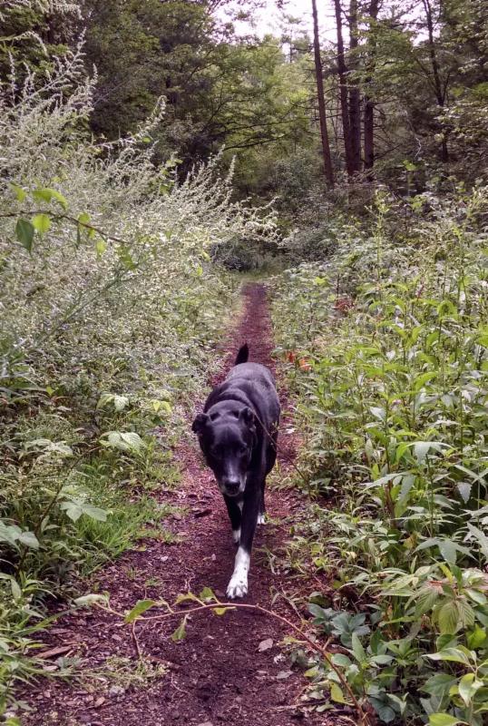The late Maverick, the half Lab and half border collie of Peter Alpers, of Alpers Fine Art, Andover, Mass. Mr, Alpers is setting aside a percentage of all sales until the end of May to the Northeast Animal Shelter, in Salem, Mass., in memory of Maverick.