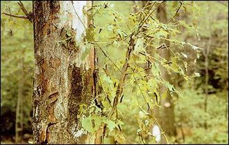 A tree's leaves eaten by gypsy-moth caterpillars.