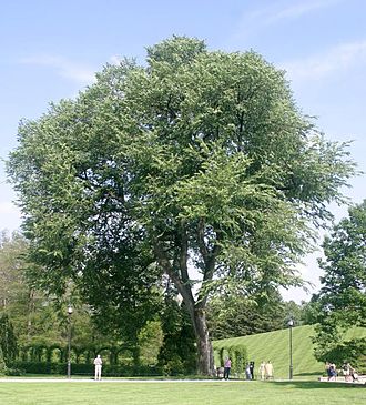 American elm.