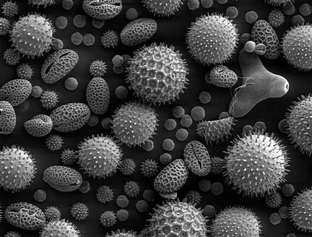 Pollen grains from various plants.