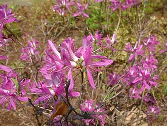 Rhodora