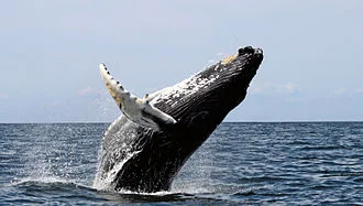 A humpback whale breaching.