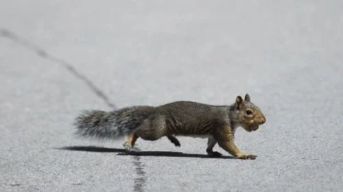 squirrel-crossing-road (1).jpg