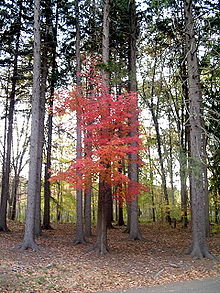 220px-Maple_between_pines.jpg