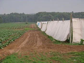 Tobacco field in East Windsor, Conn.