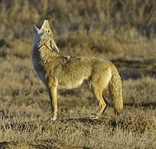 Frank Carini:  Facing the population explosion of coyotes in New England