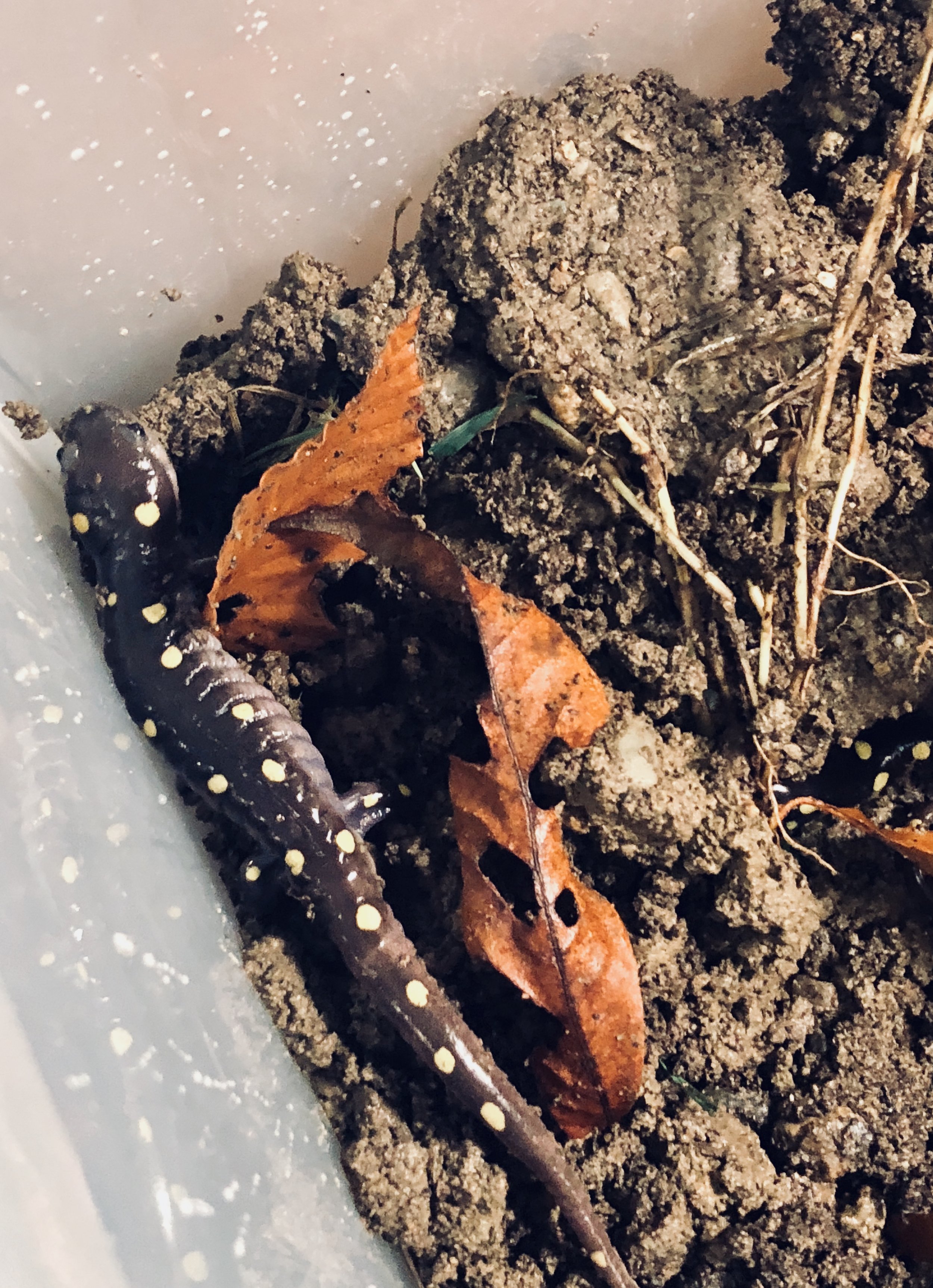 Amazing Salamanders in Little Compton