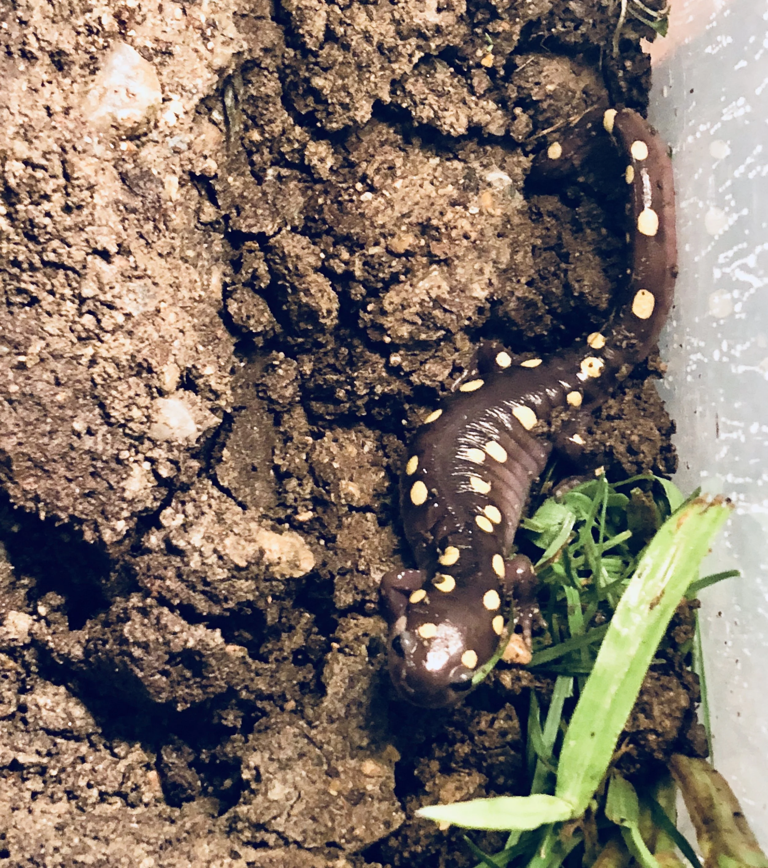 Amazing Salamander in Little Compton Garage