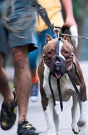 A safe pit bull in public.