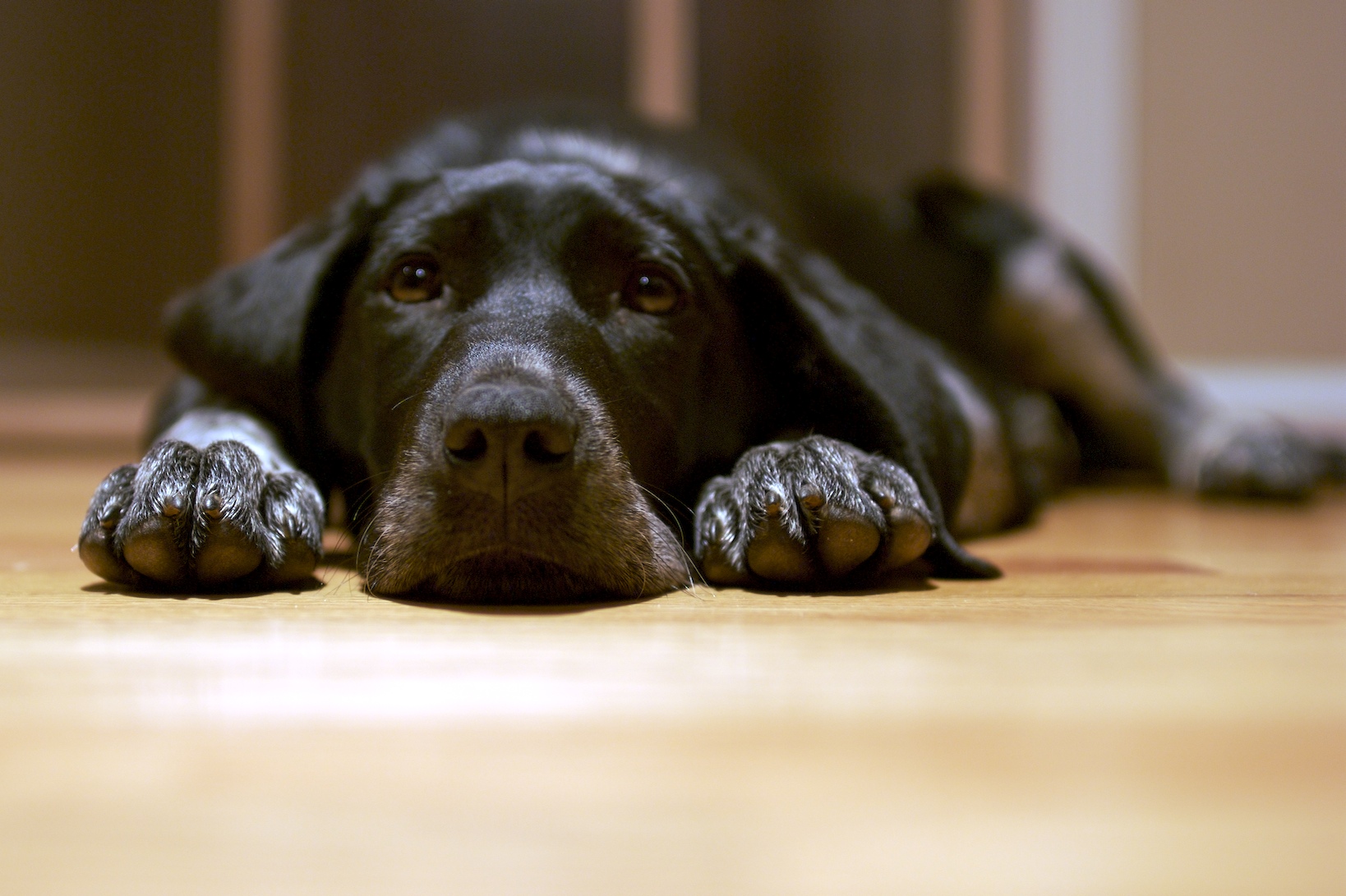 Black_dog_lying_on_the_floor.jpg