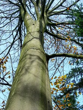 Northern beech in late autumn.