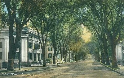 New England and the American elm