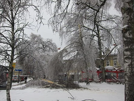 Damaged_trees_in_Ljubljana_Trg_MDB.jpeg.jpeg