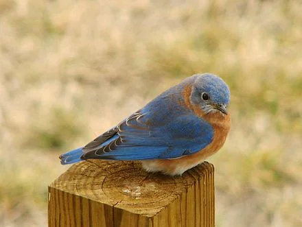 Eastern bluebird.