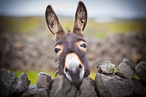 donkey.jpg
