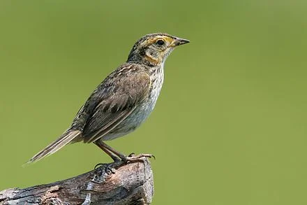Saltmarsh sparrow.
