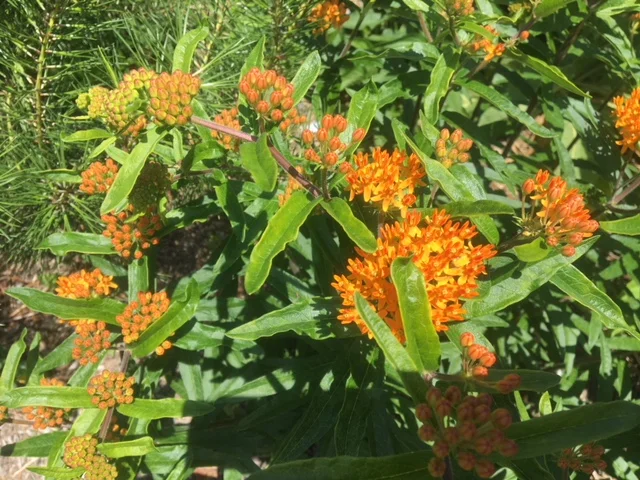 Anne Raver: Our exciting and weird native plants