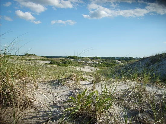 Dunes at Sandy Neck, in Barnstable, Cape Cod.