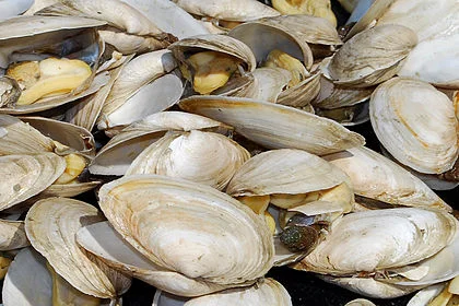 Steamers photographed in Gloucester, Mass.