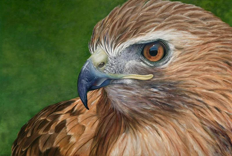 "Falco" (oil on canvas), by Karie O'Donnell, at the Art Complex Museum, Duxbury, Mass. This image is based on a Red-tailed Hawk at the New England Wildlife Center, Weymouth, Mass.