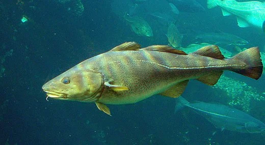 Atlantic cod.