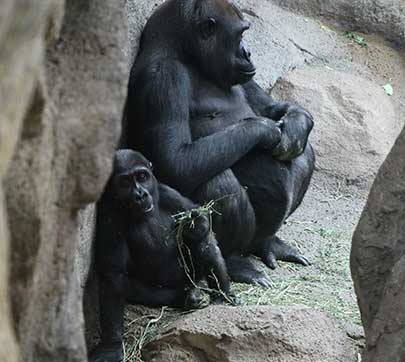 Gorillas at Franklin Park Zoo.