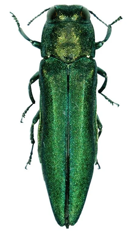 Emerald ash borer.