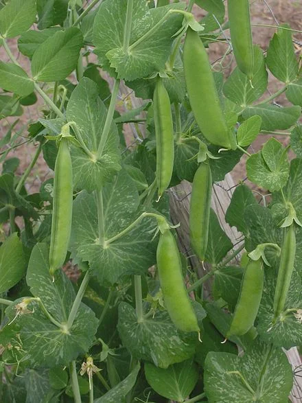 peas.jpg