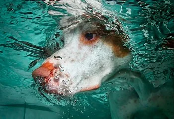 "Under the Surface,'' by Seth Casteel, in the exhibition "Best in Show II,'' at the Lanoue Gallery, Boston, through Sept. 2. The show is a fundraiser for the Massachusetts Society for the Prevention of Cruelty to Animals-Angell Animal Medical Center.