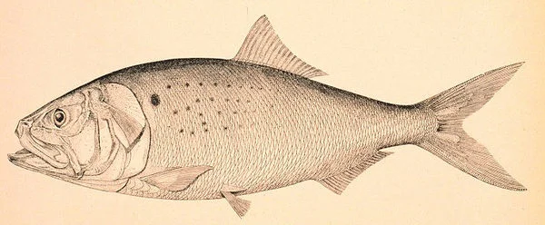 Atlantic menhaden.
