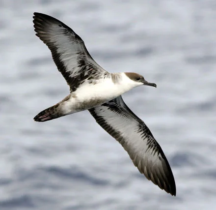 Shearwater.