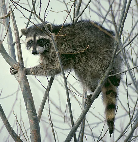 440px-Raccoon_climbing_in_tree_-_Cropped_and_color_corrected.jpg